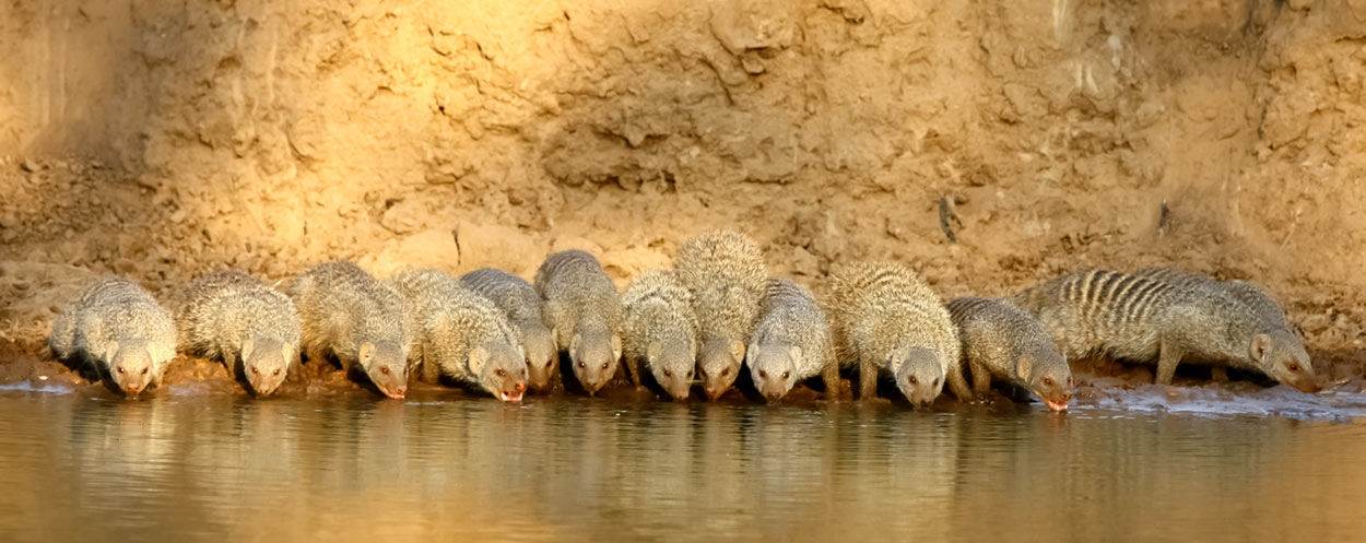 Banded mongooses drinking