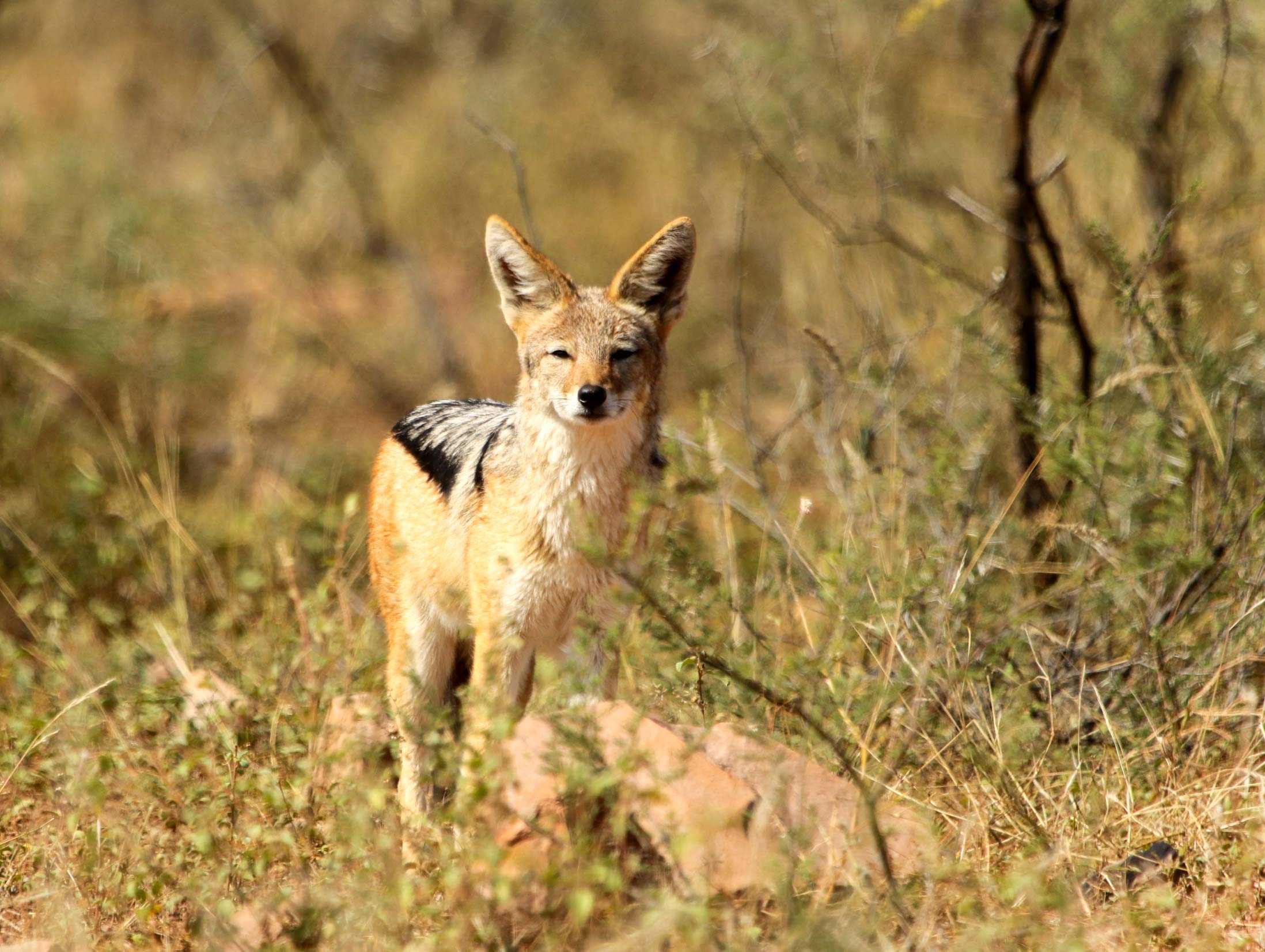 Black-backed jackal