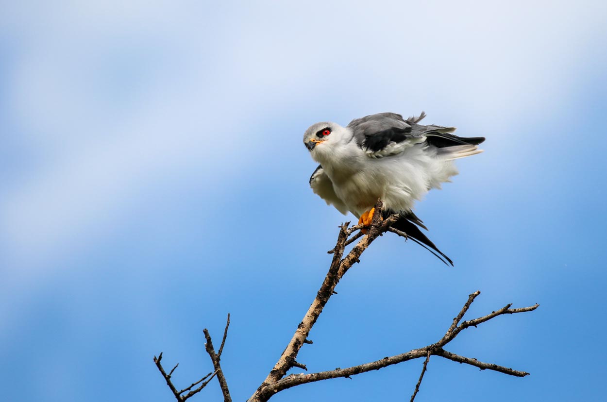 A black-shouldered kite
