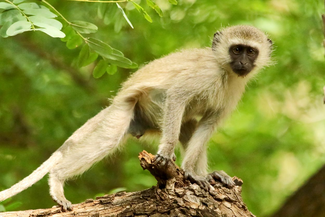 Curious young vervet monkey