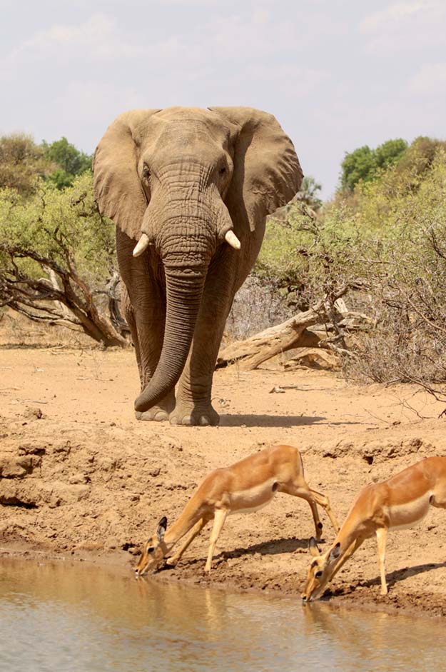 Elephant impala at water