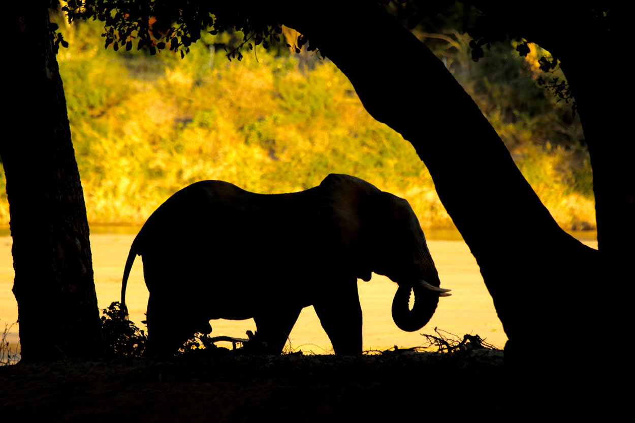 Elephant against the Limpopo