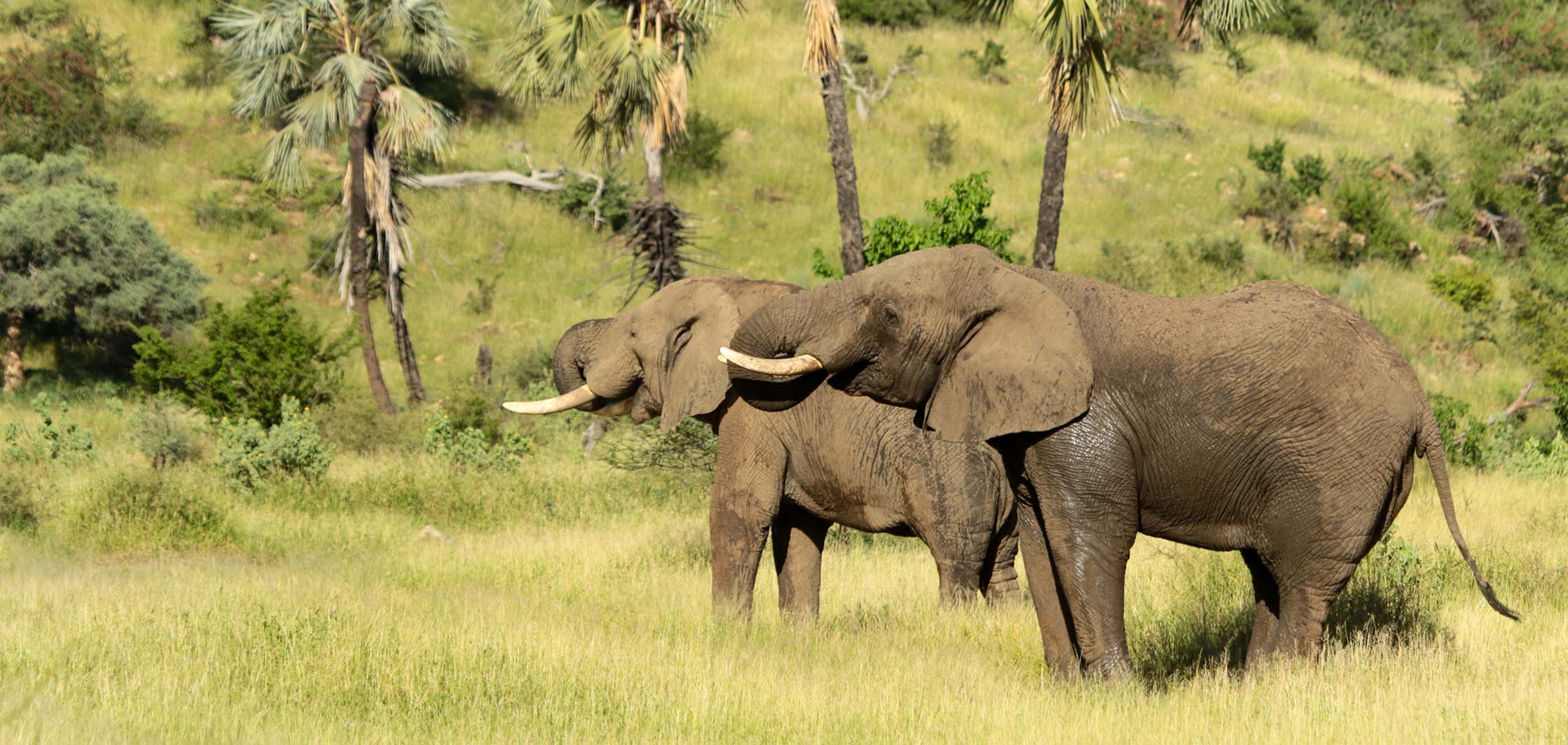 Elephants under the lala palms