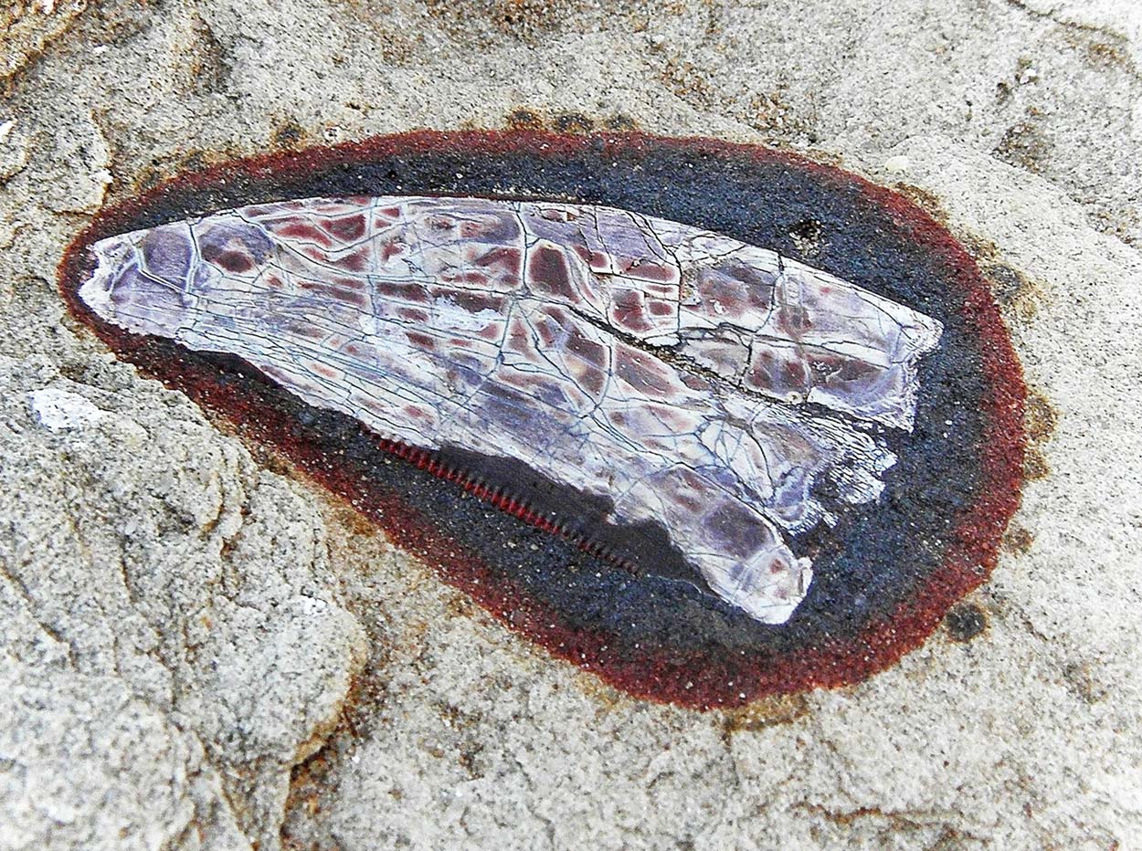 Erythrosuchus tooth fossil