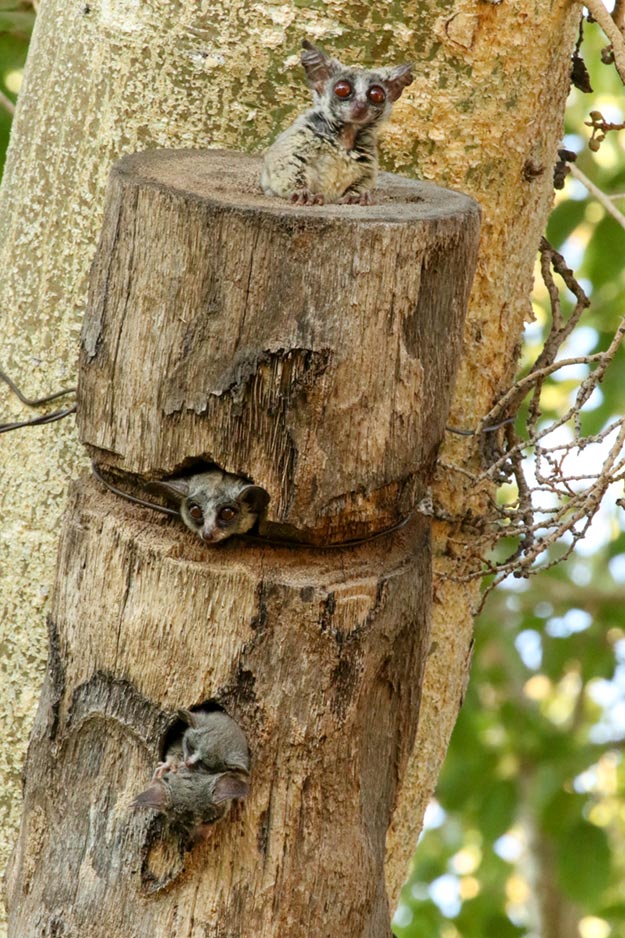 Four lesser galagos