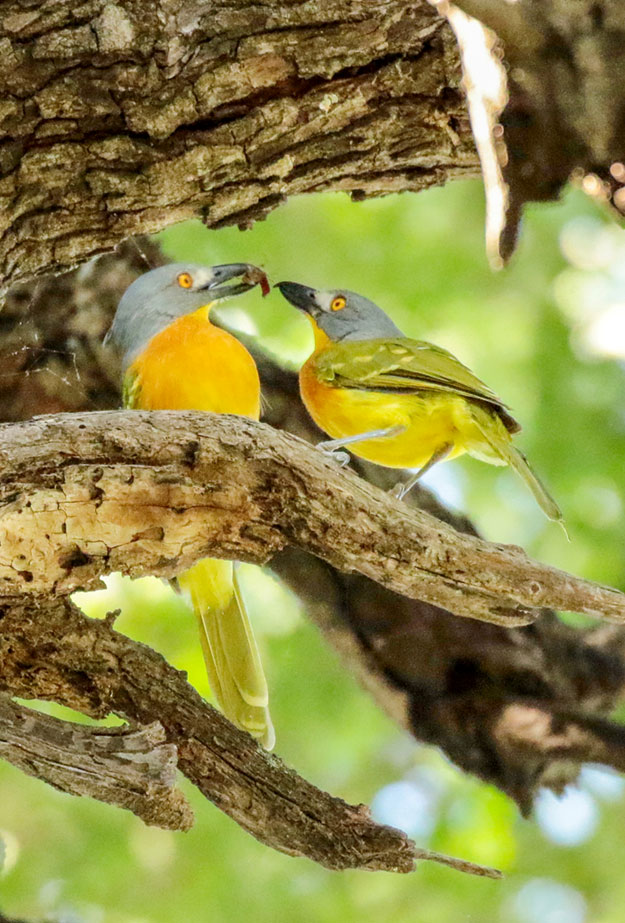 Grey-headed bush shrikes