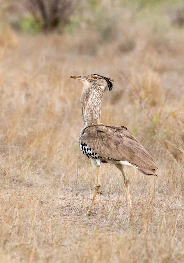Kori bustard