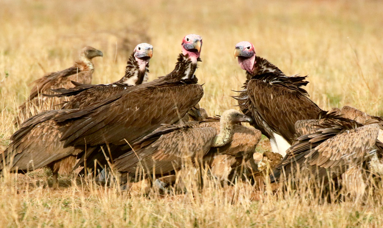 Lappet-faced Vultures at a kill