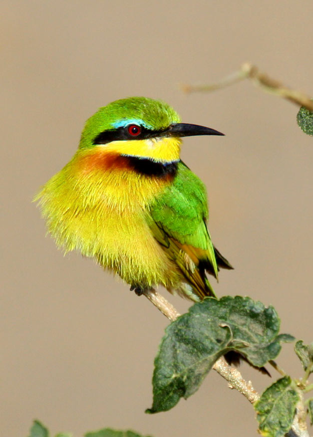 Little bee-eater