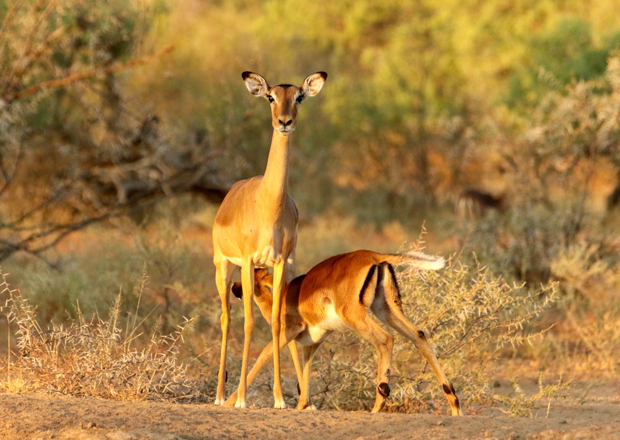 Nursing Impala