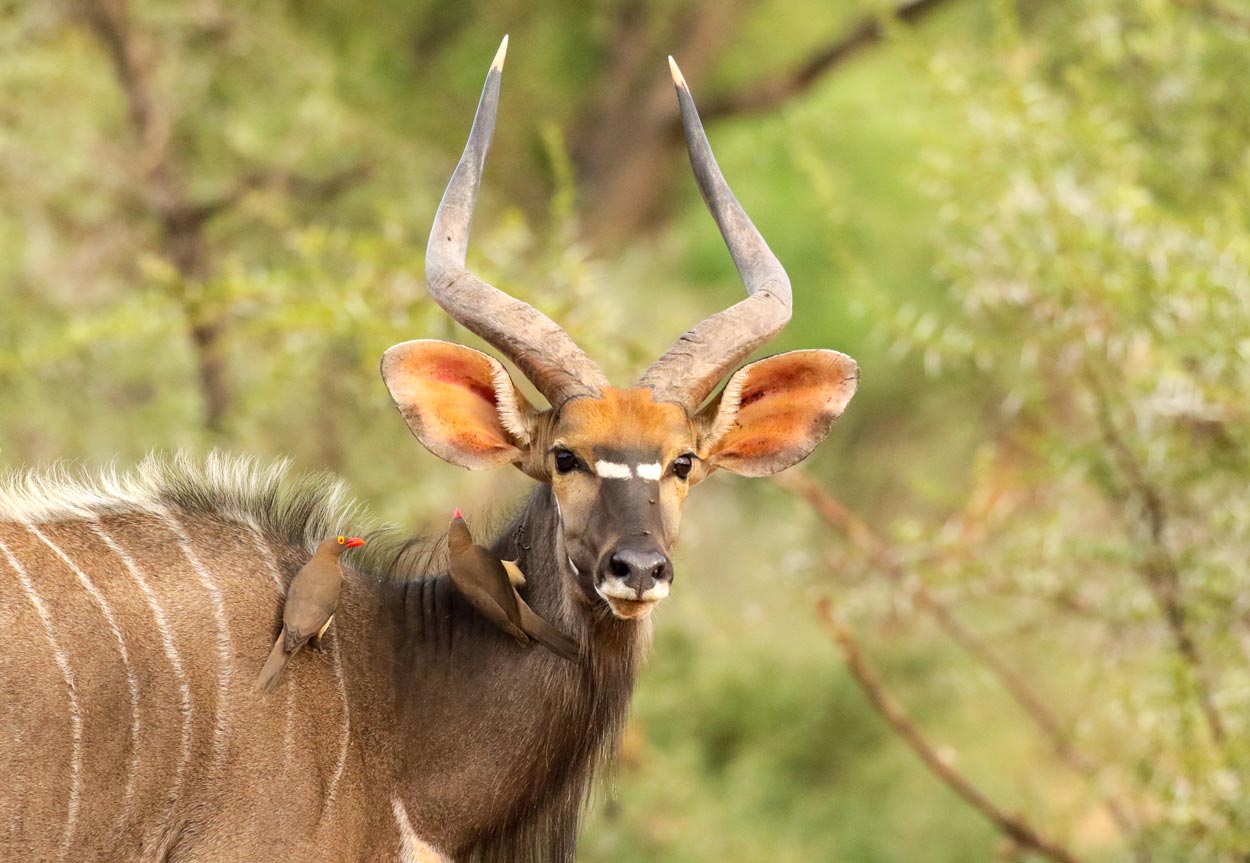 Nyala bull and oxpeckers