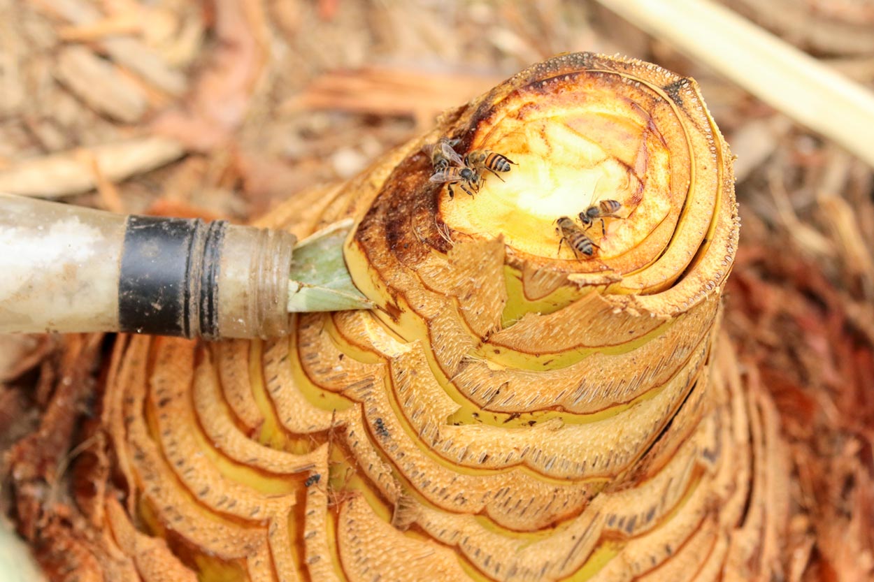 Palm wine production