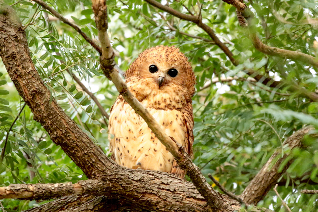 Pel's fishing owl