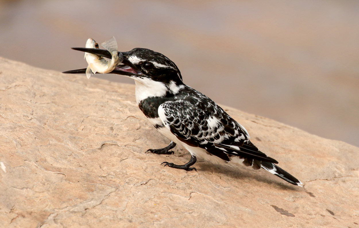 Pied kingfisher