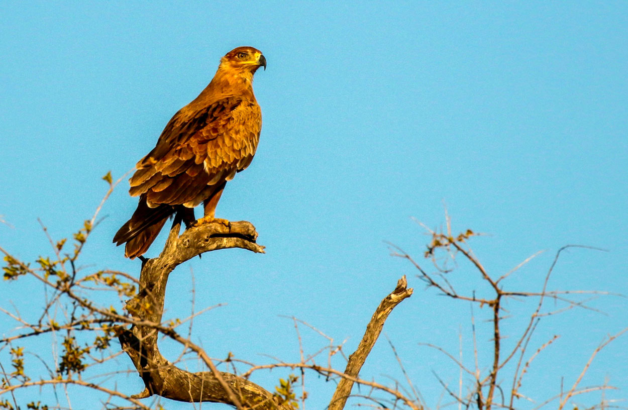 Tawny eagle