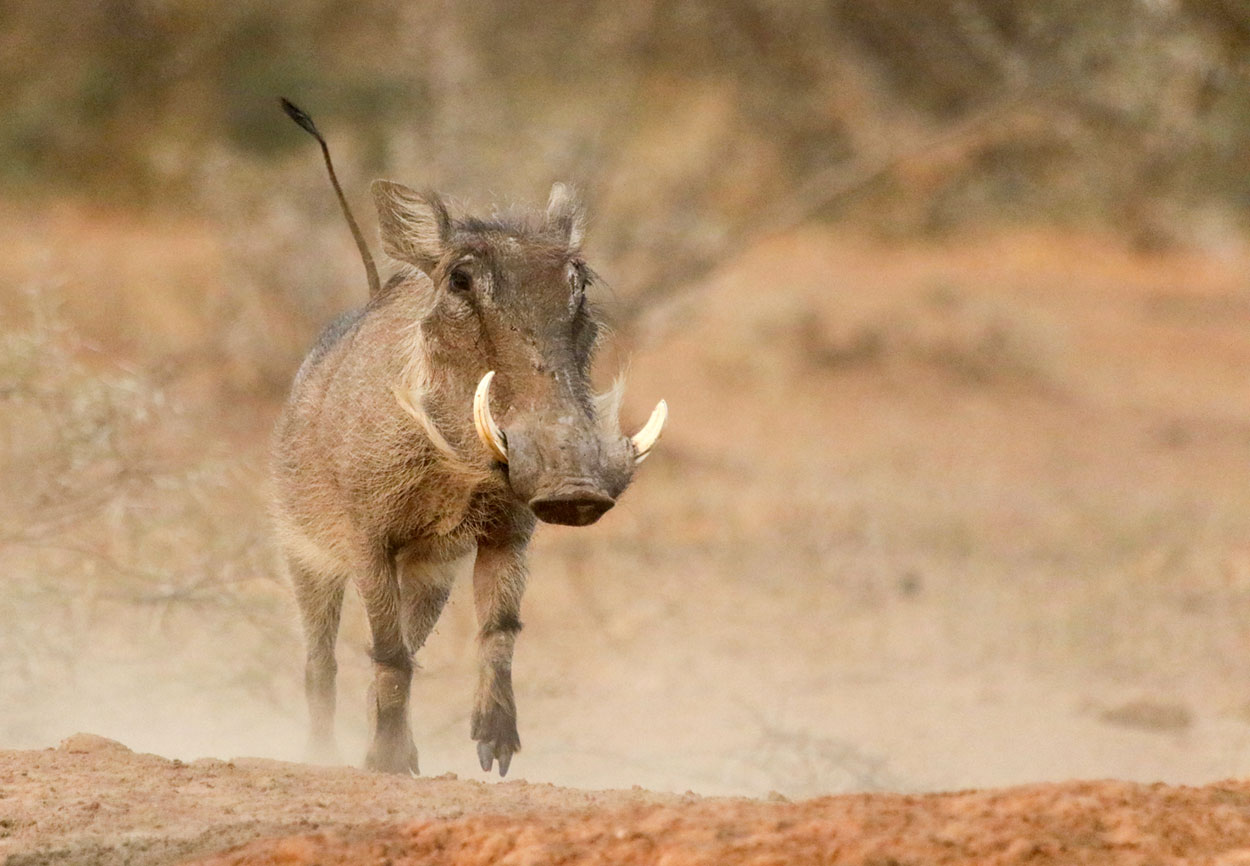 Warthog running