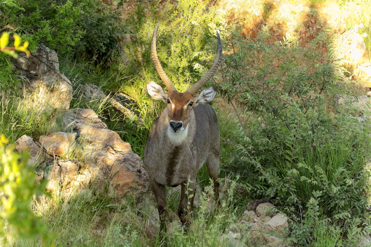 Waterbuck at Black Eagle Pan