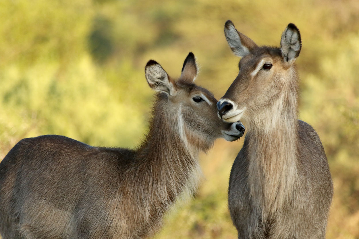 Waterbuck cow and calf