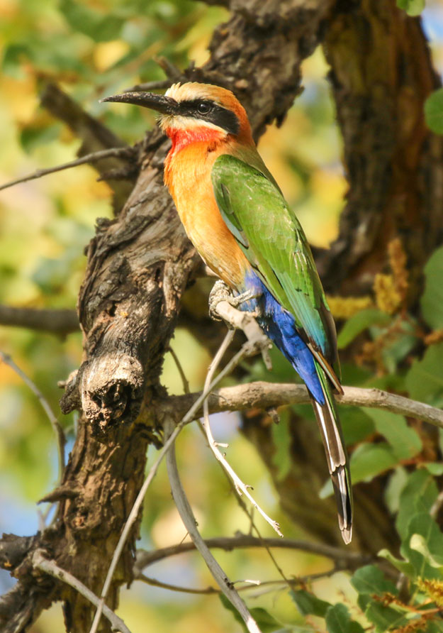 White-fronted bee-eater