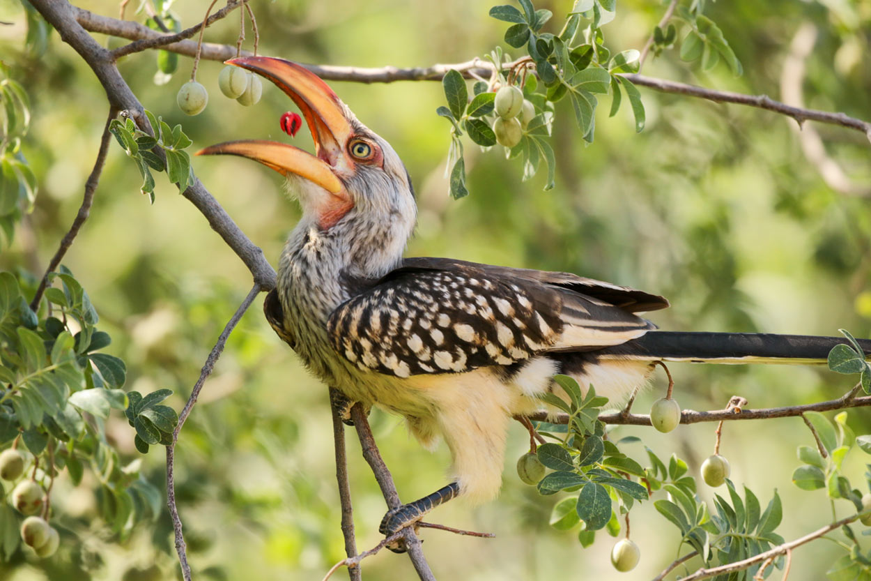 Yellow-billed hornbill