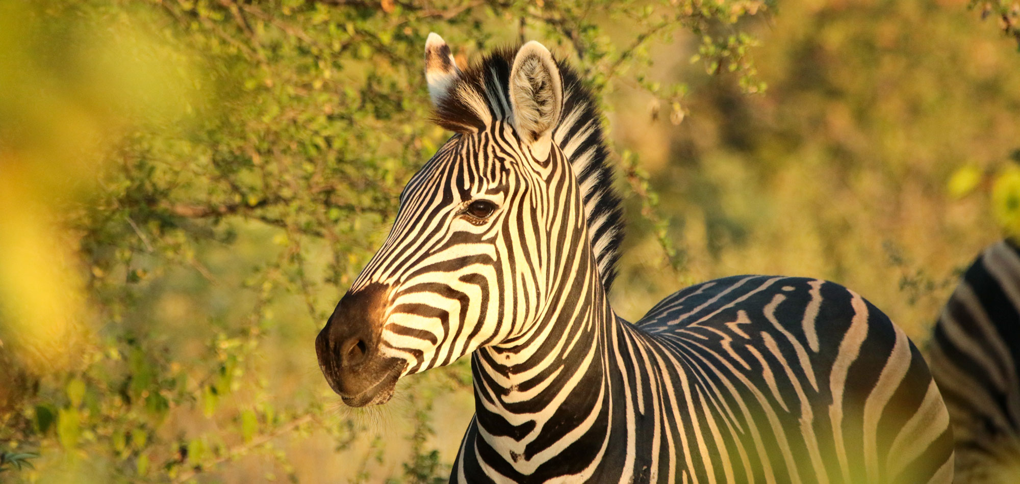 Zebra